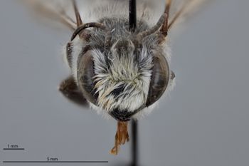 Media type: image;   Entomology 785763 Aspect: head frontal view
